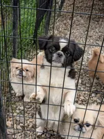 Four , a female Pekingese for sale in Crown City, OH – 4 of 5