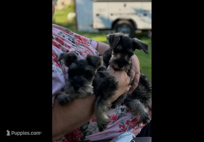 Akc sisters – Miniature Schnauzer puppy for sale in Crown City, OH