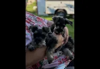 Akc sisters, a female Miniature Schnauzer for sale in Crown City, OH – 1 of 1