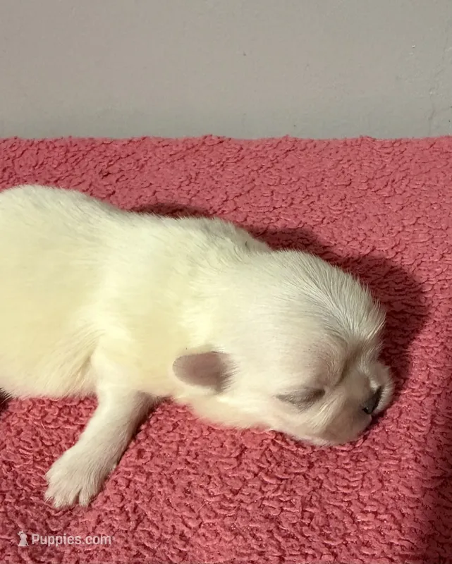 Male 1 – Pekingese puppy for sale in Crown City, OH