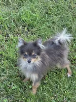 Toy, a female Pomeranian for sale in Crown City, OH – 8 of 9