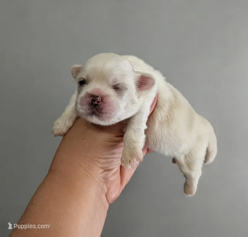 Iggy – Pekingese puppy for sale in Crown City, OH