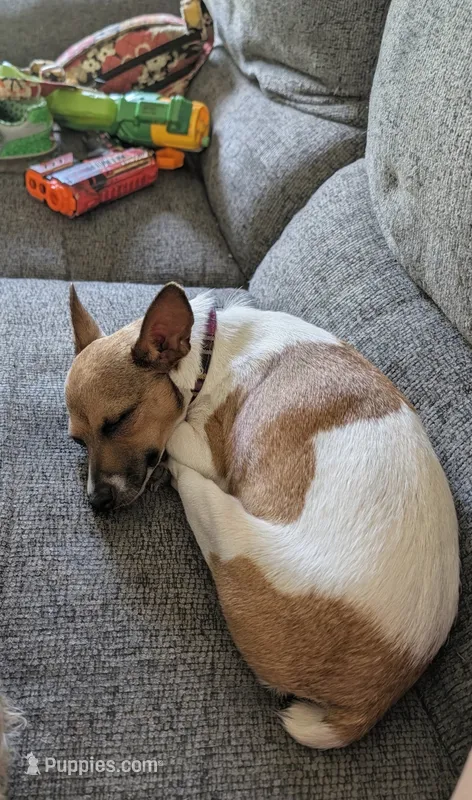 Sandy – Toy Fox Terrier puppy for sale in Crown City, OH