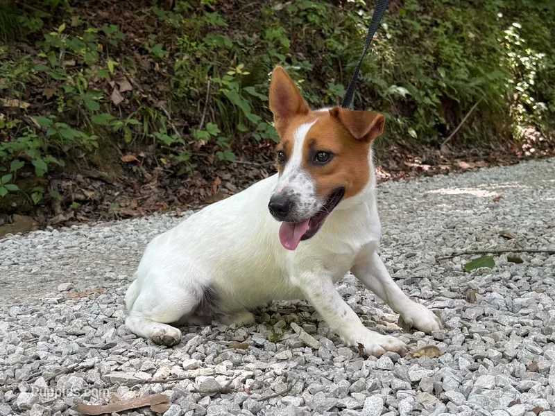 Trio – Jack Russell Terrier puppy for sale in Crown City, OH