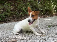 Trio, a female Jack Russell Terrier for sale in Crown City, OH – 1 of 3