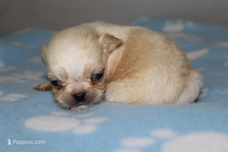 Male 2 – Pekingese puppy for sale in Crown City, OH