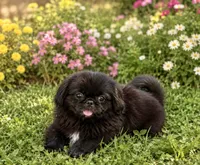 Oreo, a male Pekingese for sale in Crown City, OH – 1 of 1