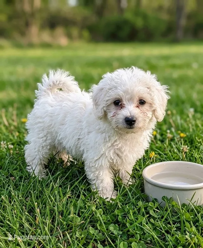 Candy – Bichon Frise puppy for sale in Crown City, OH
