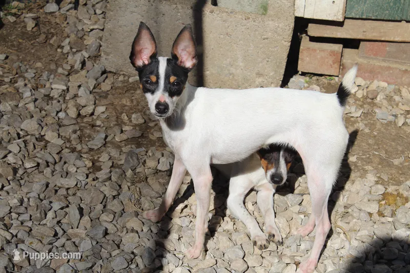 Black tri – Toy Fox Terrier puppy for sale in Crown City, OH