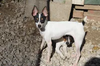 Black tri, a female Toy Fox Terrier for sale in Crown City, OH – 1 of 1