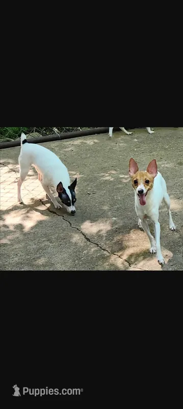 Mia – Toy Fox Terrier puppy for sale in Crown City, OH