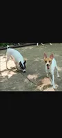 Mia, a female Toy Fox Terrier for sale in Crown City, OH – 1 of 2