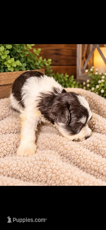 Male 2 – Miniature Schnauzer puppy for sale in Crown City, OH