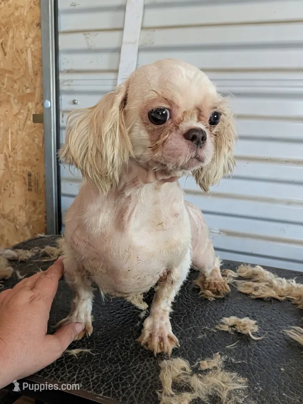 Juno – Shih Tzu puppy for sale in Crown City, OH