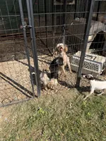 Luna, a female Toy Fox Terrier for sale in Crown City, OH – 3 of 3