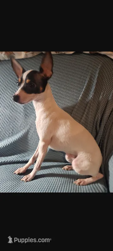 Luna – Toy Fox Terrier puppy for sale in Crown City, OH