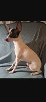 Luna, a female Toy Fox Terrier for sale in Crown City, OH – 1 of 3