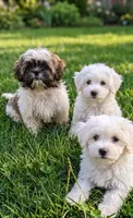 Grace, a female Shih Tzu for sale in Crown City, OH – 2 of 2