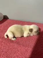 Male 2, a male Pekingese for sale in Crown City, OH – 2 of 2