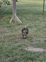 Toy, a female Pomeranian for sale in Crown City, OH – 9 of 9