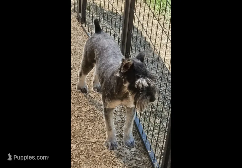 Trinket – Miniature Schnauzer puppy for sale in Crown City, OH