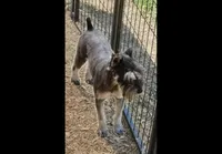Trinket, a female Miniature Schnauzer for sale in Crown City, OH – 1 of 1