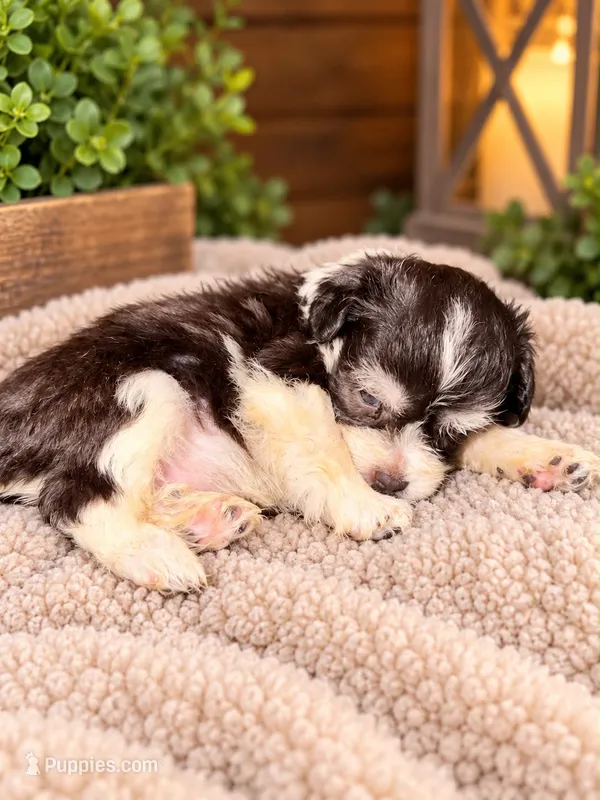 Male 1 – Miniature Schnauzer puppy for sale in Crown City, OH
