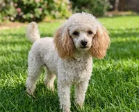 Ophelia, a female Poodle - Toy  for sale in Crown City, OH – 1 of 1