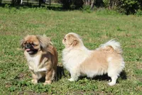 Four , a female Pekingese for sale in Crown City, OH – 2 of 5