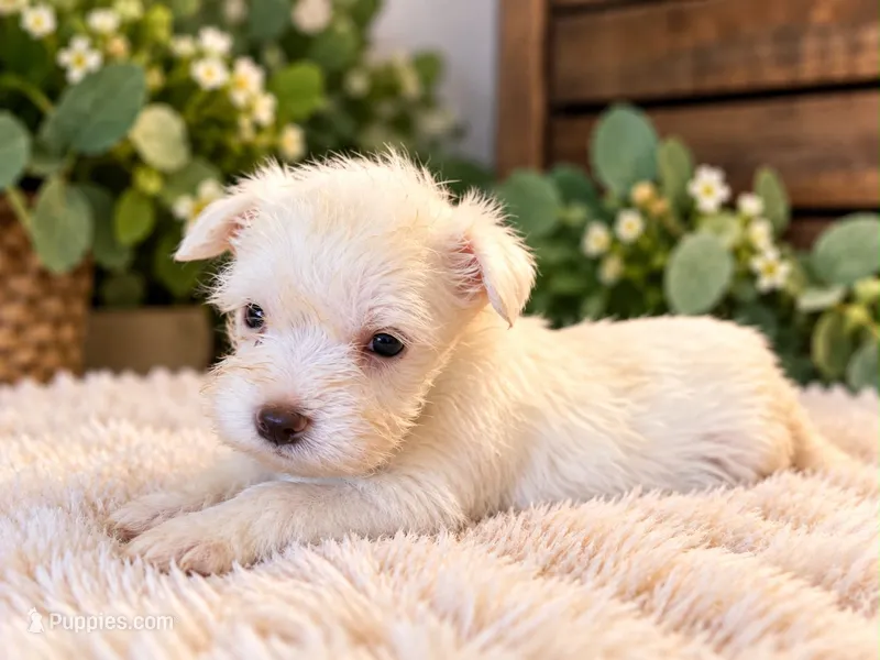 Female 1 – Miniature Schnauzer puppy for sale in Crown City, OH