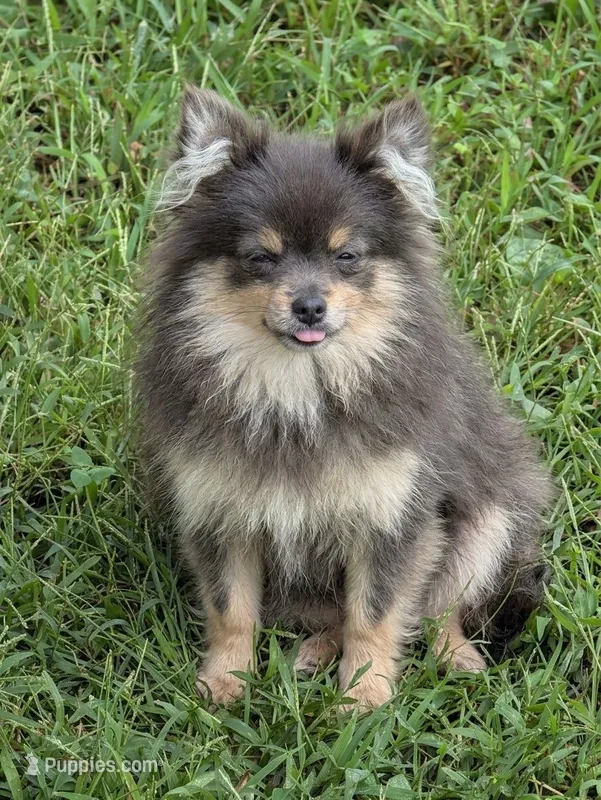Teacup – Pomeranian puppy for sale in Crown City, OH
