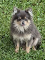 Teacup, a female Pomeranian for sale in Crown City, OH – 1 of 3