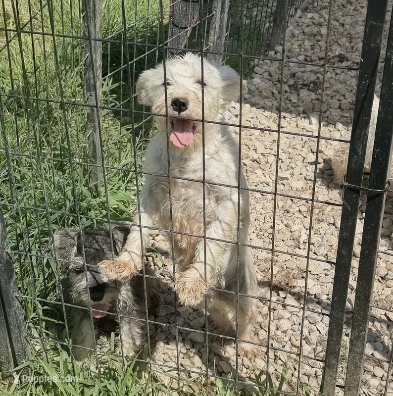 Ghost – Miniature Schnauzer puppy for sale in Crown City, OH