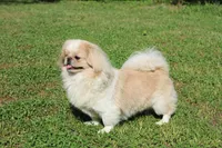 Four , a female Pekingese for sale in Crown City, OH – 3 of 5