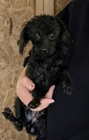 Tiny toy , a male Poodle - Toy  for sale in Crown City, OH – 1 of 1