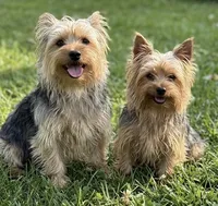Trixie, a  Yorkshire Terrier for sale in Crown City, OH – 2 of 2
