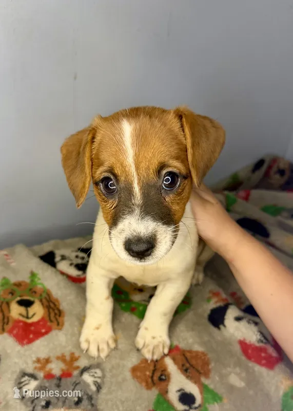 Jackie – Jack Russell Terrier puppy for sale in Crown City, OH
