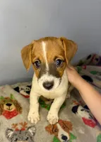 Jackie, a female Jack Russell Terrier for sale in Crown City, OH – 1 of 1