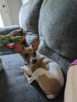 Sandy, a female Toy Fox Terrier for sale in Crown City, OH – 2 of 2