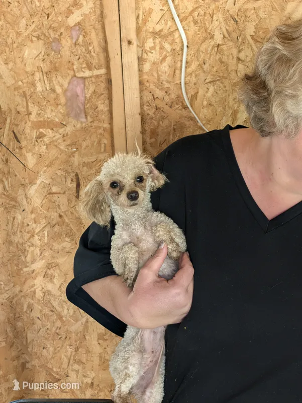 Princess – Poodle - Toy  puppy for sale in Crown City, OH