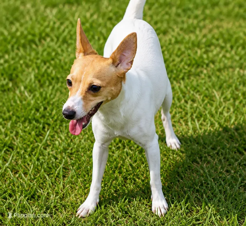 AKC 2  – Toy Fox Terrier puppy for sale in Crown City, OH