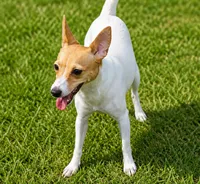AKC 2 , a female Toy Fox Terrier for sale in Crown City, OH – 1 of 1