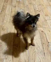 Toy, a female Pomeranian for sale in Crown City, OH – 7 of 9