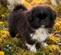 Jasmine, a female Pekingese for sale in Crown City, OH – 3 of 3