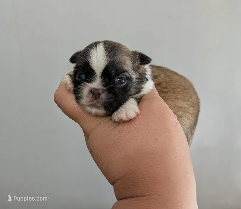 Luey – Pekingese puppy for sale in Crown City, OH