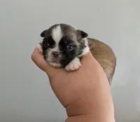 Luey, a male Pekingese for sale in Crown City, OH – 1 of 2