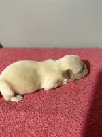 Male 2, a male Pekingese for sale in Crown City, OH – 1 of 2