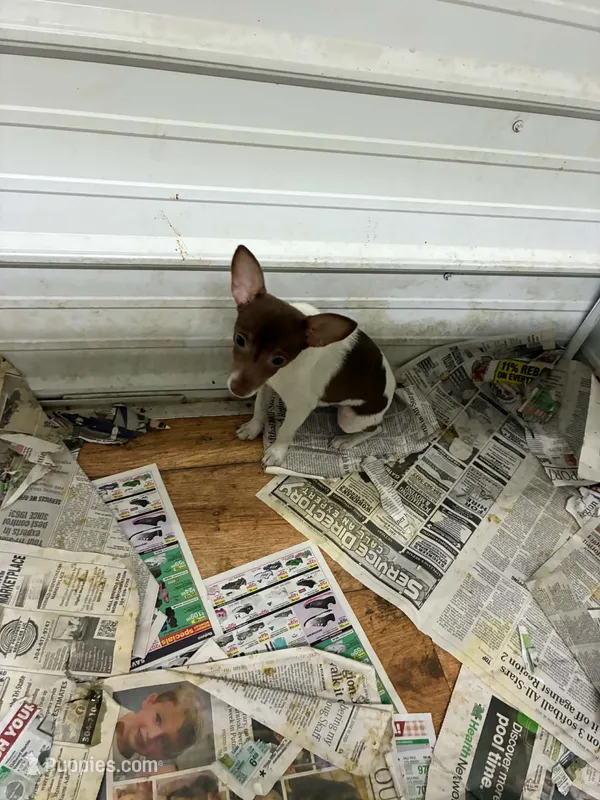 Coco – Toy Fox Terrier puppy for sale in Crown City, OH