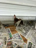 Coco, a female Toy Fox Terrier for sale in Crown City, OH – 1 of 3