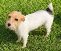 Trio, a female Jack Russell Terrier for sale in Crown City, OH – 3 of 3